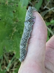 Catocala ultronia