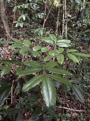 Tetragastris balsamifera