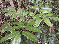 Tetragastris balsamifera