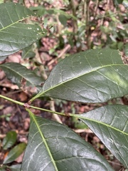 Tetragastris balsamifera