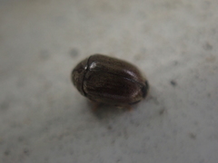 Mesocoelopodinae