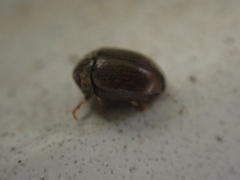 Mesocoelopodinae