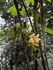 Rhynchosia phaseoloides