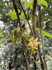 Rhynchosia phaseoloides