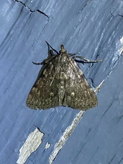 Aglossa pinguinalis