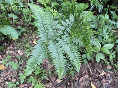 Dennstaedtia bipinnata