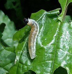Celaenorrhinus maculosa