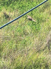 Zonotrichia leucophrys