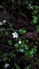 Romanzoffia sitchensis