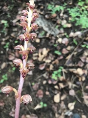 Corallorhiza striata vreelandii