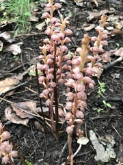 Corallorhiza striata vreelandii