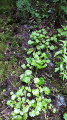 Romanzoffia sitchensis