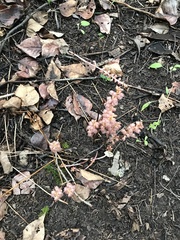 Corallorhiza striata vreelandii