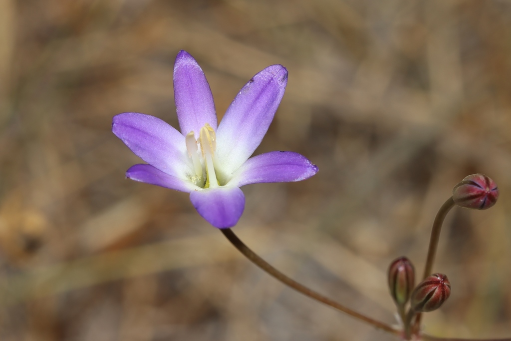Orcutt's brodiaea