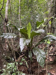 Anthurium crenatum