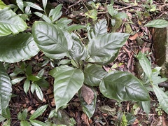Dendropanax arboreus