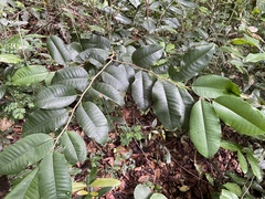 Chrysophyllum argenteum