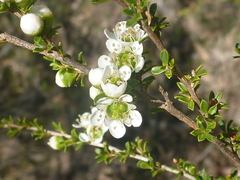 Leptospermum gregarium