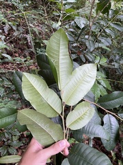 Chrysophyllum argenteum