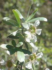 Leptospermum gregarium