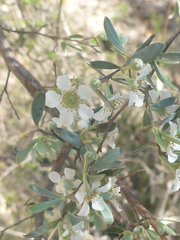 Leptospermum gregarium