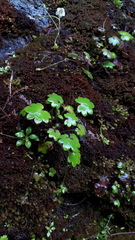 Romanzoffia sitchensis