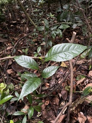 Prunus occidentalis