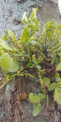 Phoradendron leucarpum