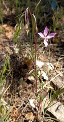 Clarkia modesta
