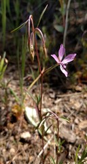Clarkia modesta