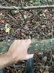 Trichostigma octandrum