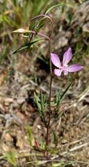 Clarkia modesta