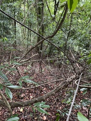 Trichostigma octandrum