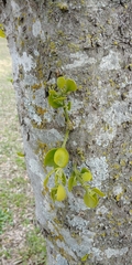 Phoradendron leucarpum