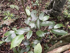 Prunus occidentalis