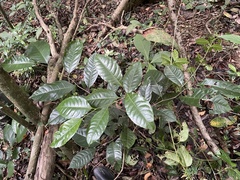 Prunus occidentalis