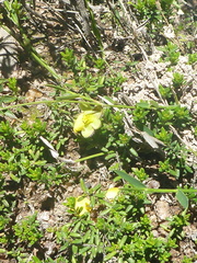 Hibbertia serpyllifolia