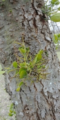 Phoradendron leucarpum