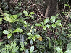 Terminalia tetraphylla