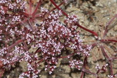 Chorizanthe leptotheca