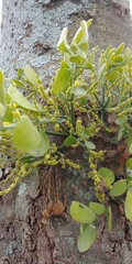 Phoradendron leucarpum