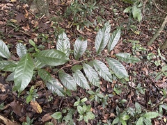 Prunus occidentalis