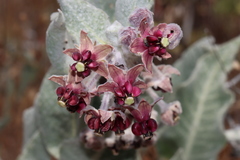 Asclepias californica californica