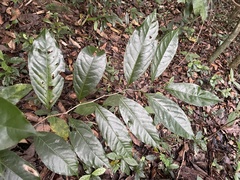Prunus occidentalis