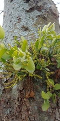 Phoradendron leucarpum