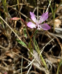 Clarkia modesta