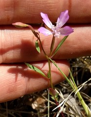 Clarkia modesta