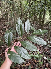 Prunus occidentalis