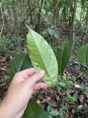 Prunus occidentalis