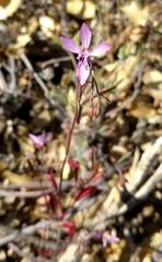 Clarkia modesta